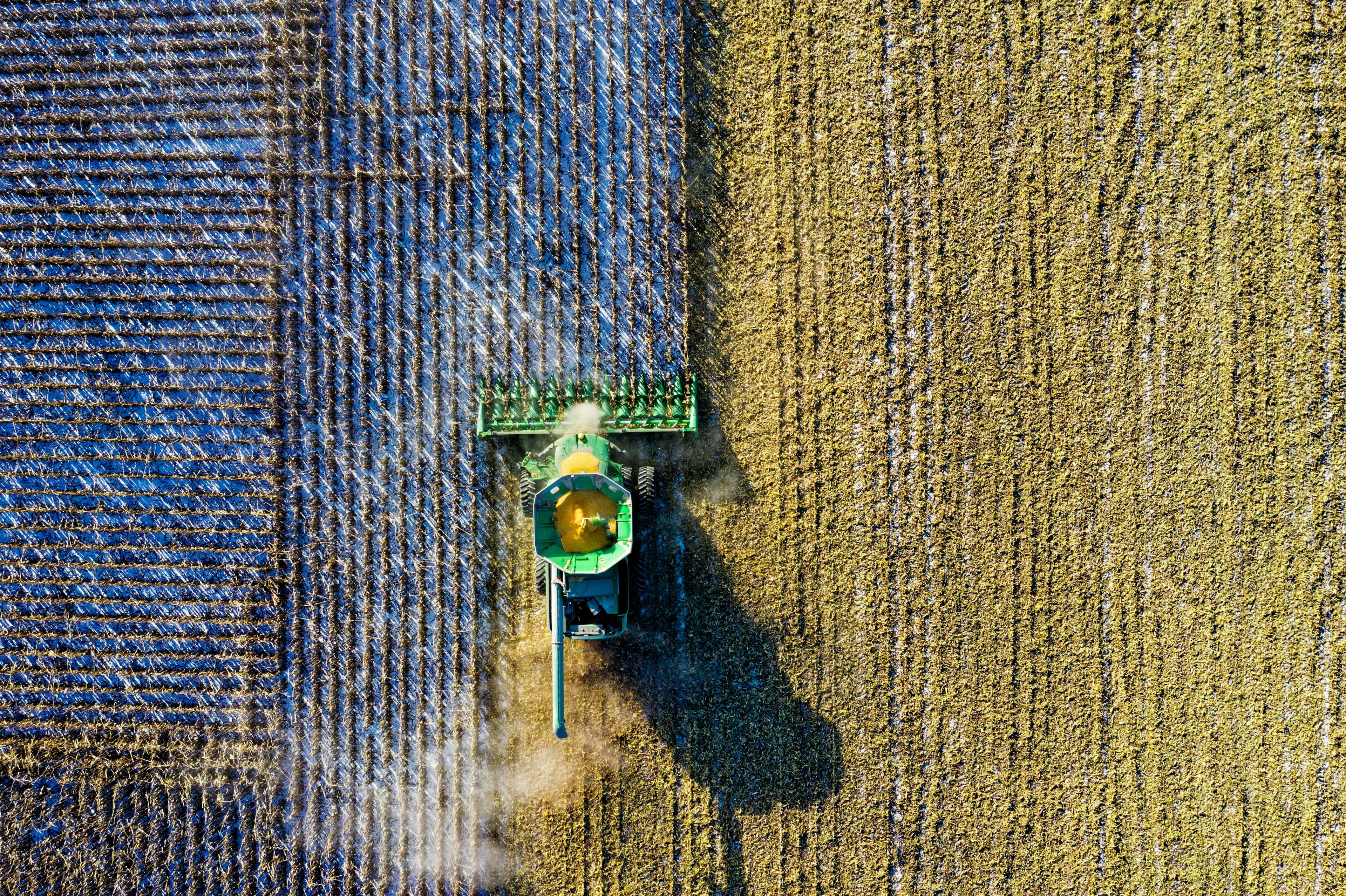 A field of crops seen from above