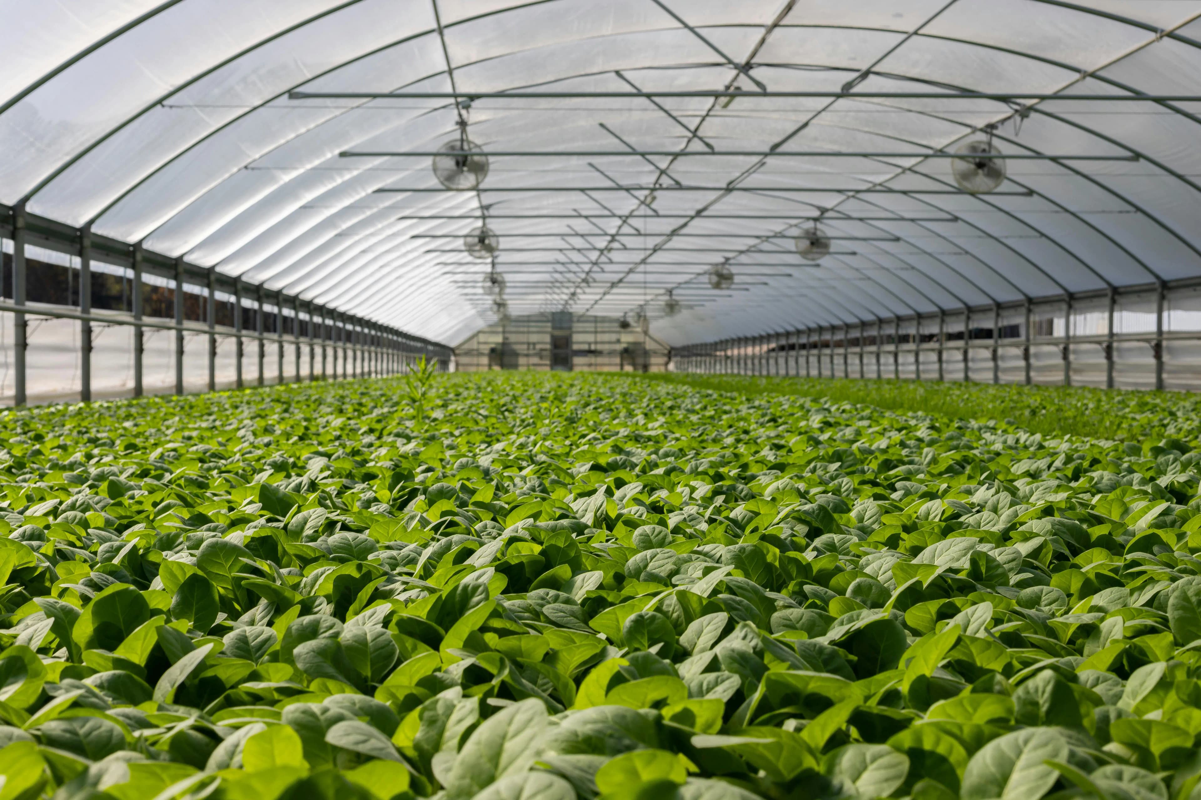 Fertilizers